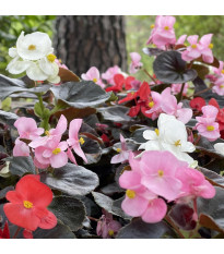 Begónia Nightlife Mix F1 – Begonia semperflorens – begónia mag – 12 db