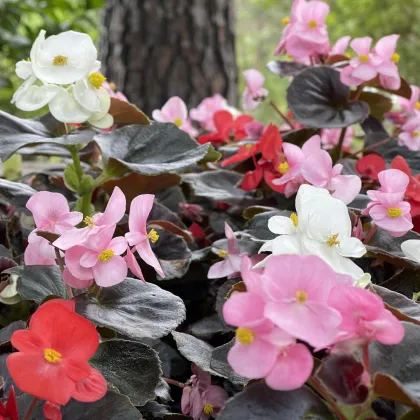 Begónia Nightlife Mix F1 – Begonia semperflorens – begónia mag – 12 db