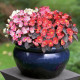 Begónia Nightlife Mix F1 – Begonia semperflorens – begónia mag – 12 db