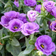Eustoma Lilac F1 – Eustoma grandiflorum – eustoma magok – 12 db