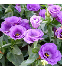 Eustoma Lilac F1 – Eustoma grandiflorum – eustoma magok – 12 db