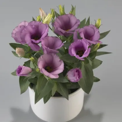 Eustoma Lilac F1 – Eustoma grandiflorum – eustoma magok – 12 db