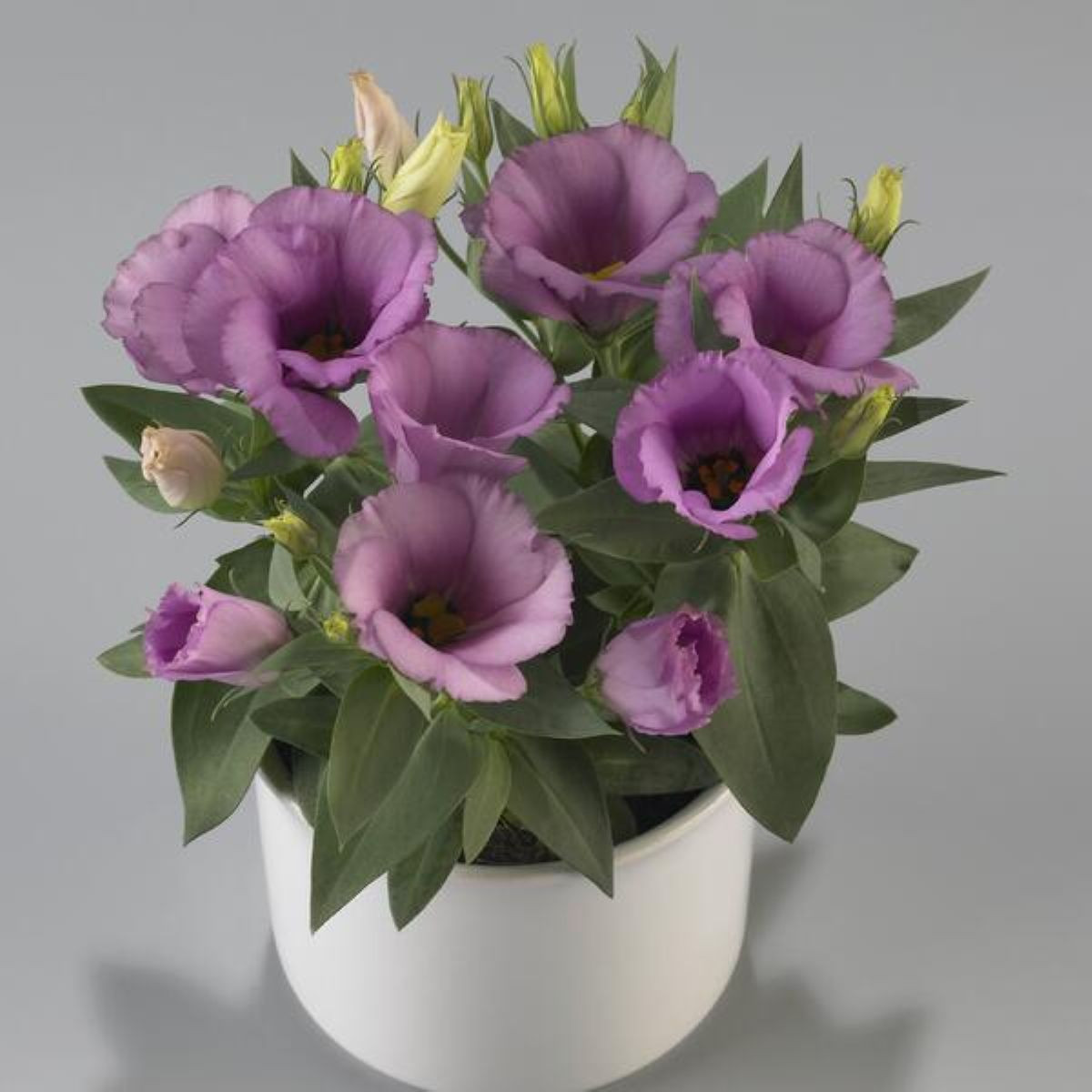 Eustoma Lilac F1 – Eustoma grandiflorum – eustoma magok – 12 db
