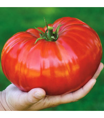 Gigantomo paradicsom – Solanum lycopersicum – magok – 5 db