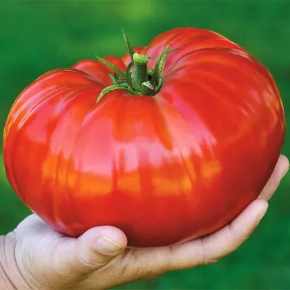 Gigantomo paradicsom – Solanum lycopersicum – magok – 5 db