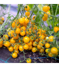 Perlino sárga paradicsom F1 – Solanum lycopersicum – paradicsom magok – 6 db