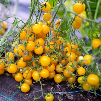 Perlino sárga paradicsom F1 – Solanum lycopersicum – paradicsom magok – 6 db