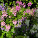 Angelonie úzkolistá mix – Angelonia angustifolia – termesztés