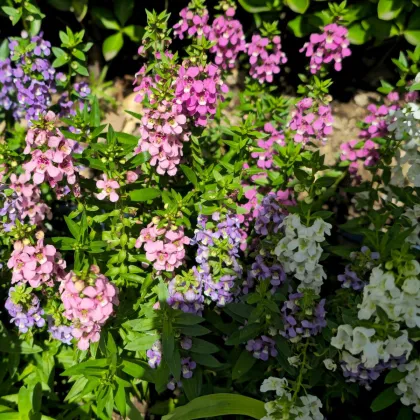 Angelonie úzkolistá mix – Angelonia angustifolia – termesztés