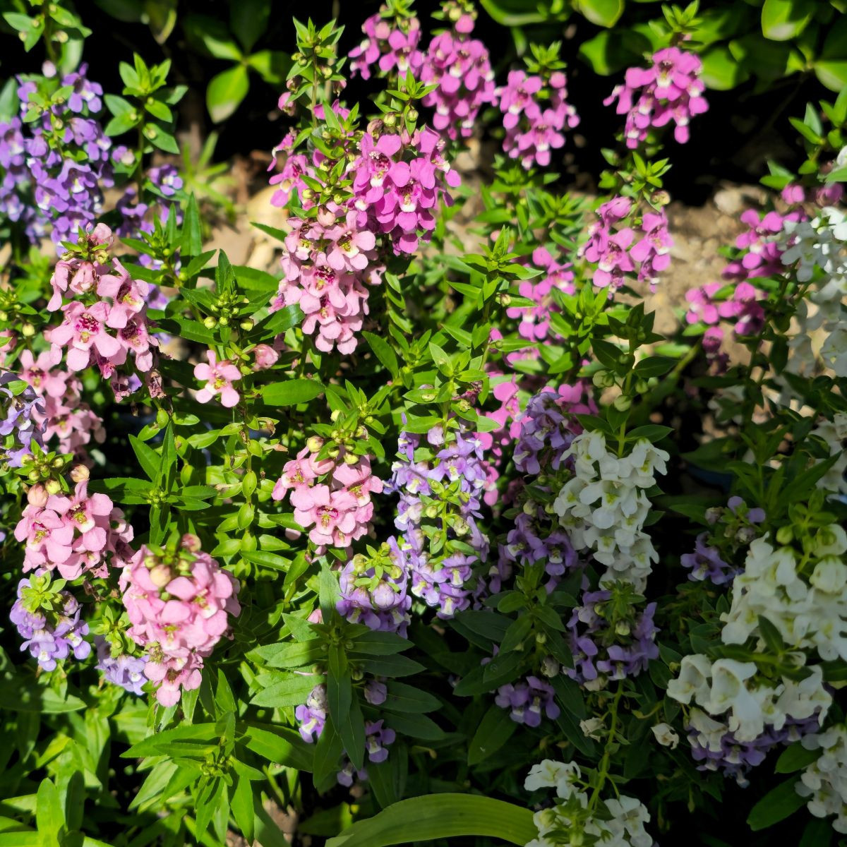 Angelonie úzkolistá mix – Angelonia angustifolia – termesztés