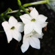 Saratoga fehér F1 dohány – Nicotiana x alata – dohánymagok – 30 db
