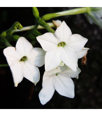 Saratoga fehér F1 dohány – Nicotiana x alata – dohánymagok – 30 db