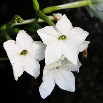 Saratoga fehér F1 dohány – Nicotiana x alata – dohánymagok – 30 db