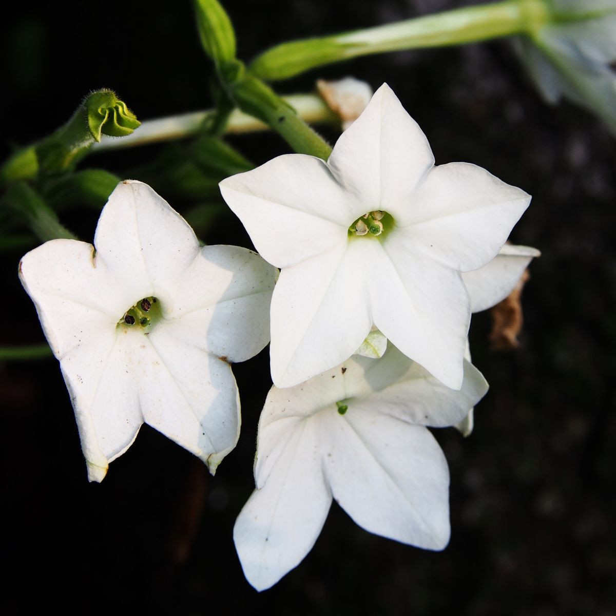 Saratoga fehér F1 dohány – Nicotiana x alata – dohánymagok – 30 db