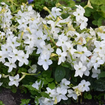 Saratoga fehér F1 dohány – Nicotiana x alata – dohánymagok – 30 db