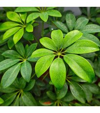 Ujjlevelű sugárarália – Schefflera digitata – sugárarália magok