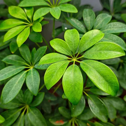 Ujjlevelű sugárarália – Schefflera digitata – sugárarália magok