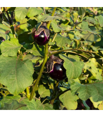 BIO Tojásgyümölcs Bambino – Solanum melongena – bio padlizsánmagok