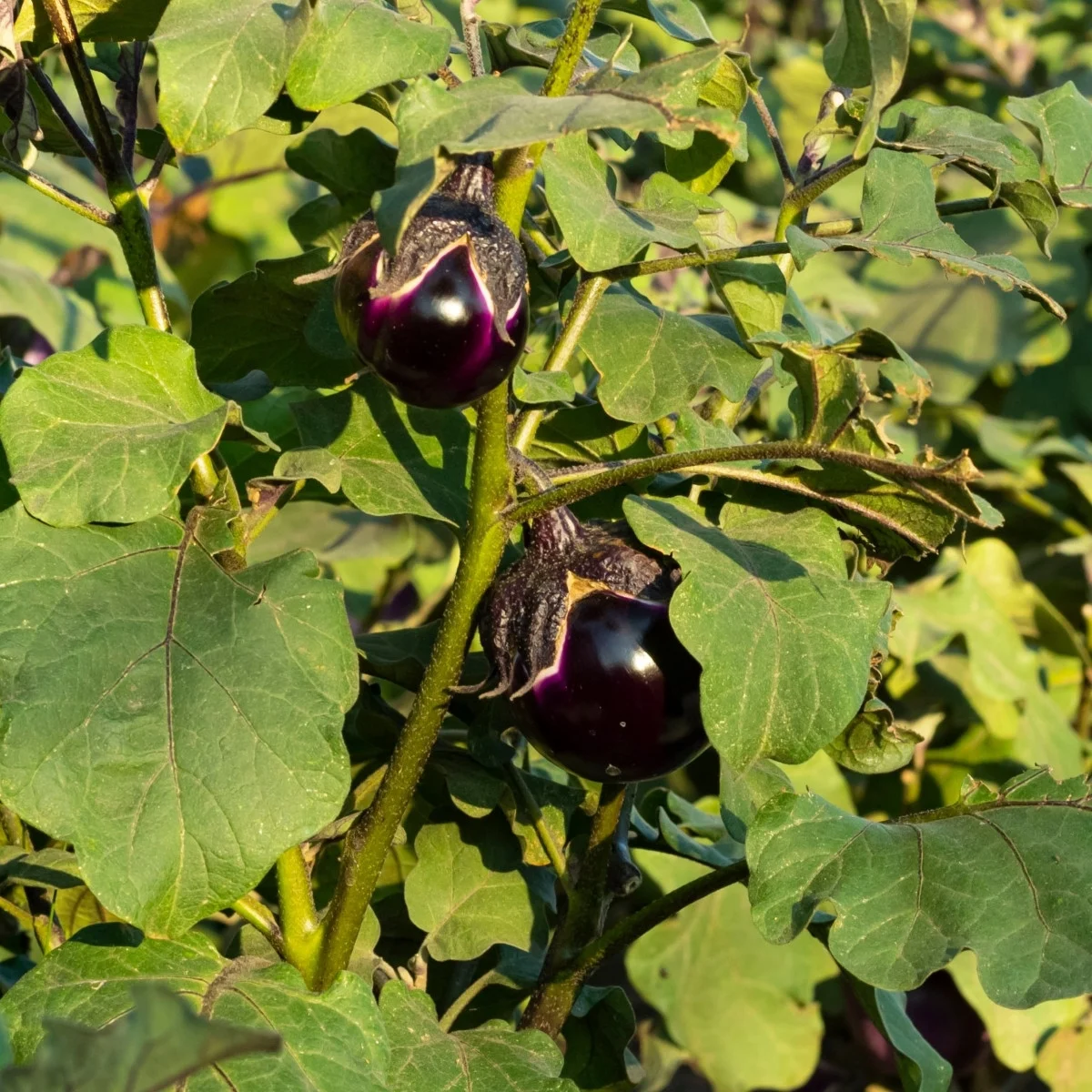 BIO Tojásgyümölcs Bambino – Solanum melongena – bio padlizsánmagok