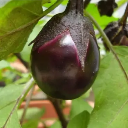 BIO Tojásgyümölcs Bambino – Solanum melongena – bio padlizsánmagok