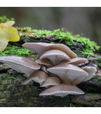 Laskagomba – szemcsés oltóanyag – Pleurotus ostreatus – gombatermesztő oltóanyag