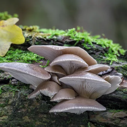 Laskagomba – szemcsés oltóanyag – Pleurotus ostreatus – gombatermesztő oltóanyag