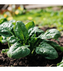 Spenót Fagot – Spinacia oleracea – spenótmag