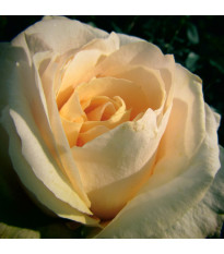 Nagyvirágú bokorrózsa Casanova – Rosa – rózsatő