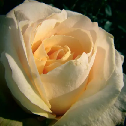 Nagyvirágú bokorrózsa Casanova – Rosa – rózsatő