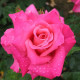 Nagyvirágú bokorrózsa Criterion – Rosa – rózsatő