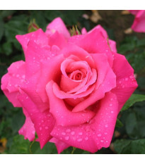 Nagyvirágú bokorrózsa Criterion – Rosa – rózsatő