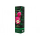 Nagyvirágú bokorrózsa Criterion – Rosa – rózsatő