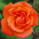 Nagyvirágú bokorrózsa Doris Tysterman – Rosa – rózsatő