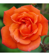 Nagyvirágú bokorrózsa Doris Tysterman – Rosa – rózsatő