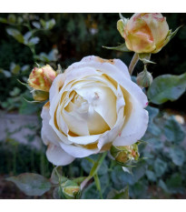 Nagyvirágú bokorrózsa Chopin – Rosa – rózsatő