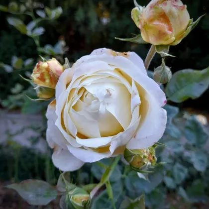 Nagyvirágú bokorrózsa Chopin – Rosa – rózsatő