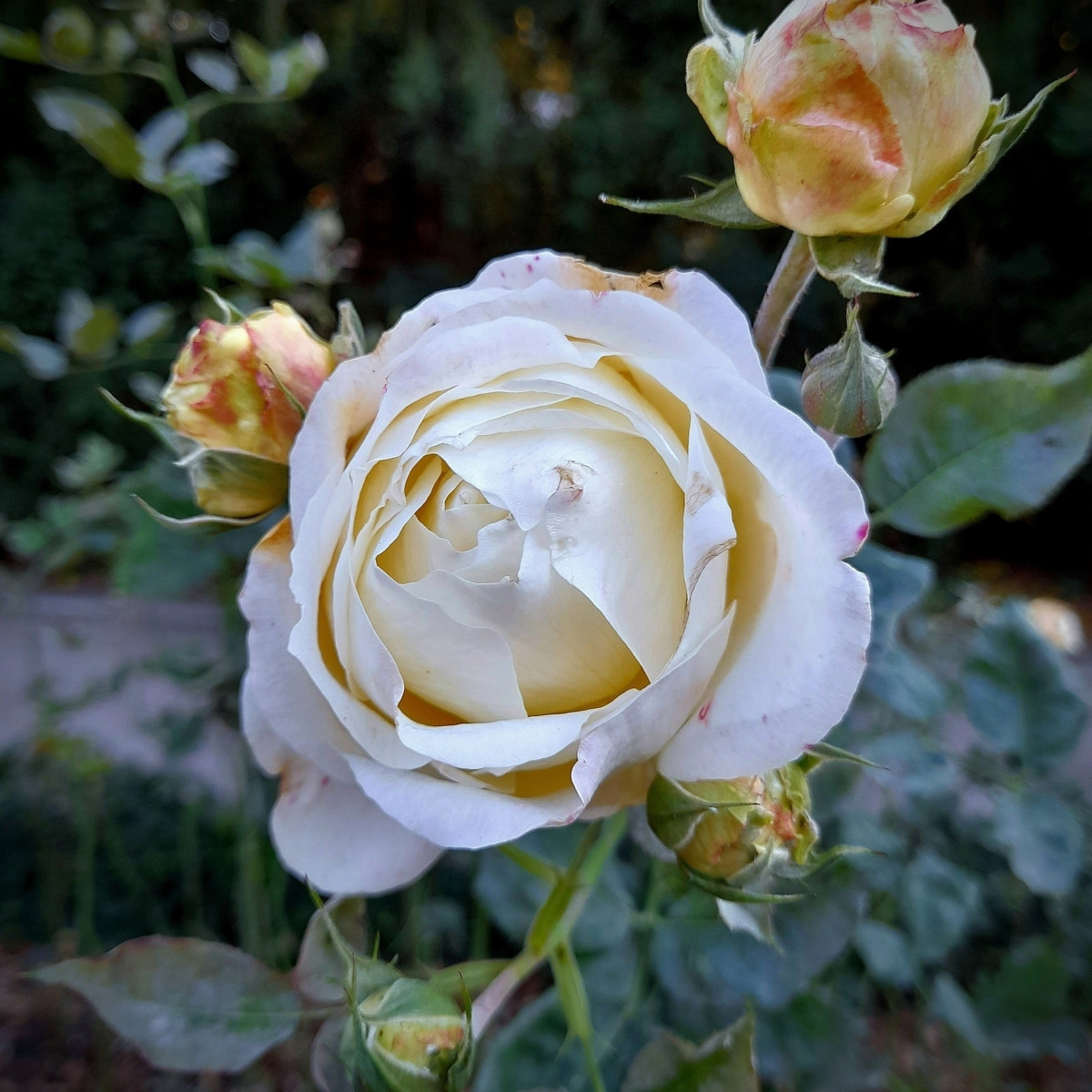 Nagyvirágú bokorrózsa Chopin – Rosa – rózsatő
