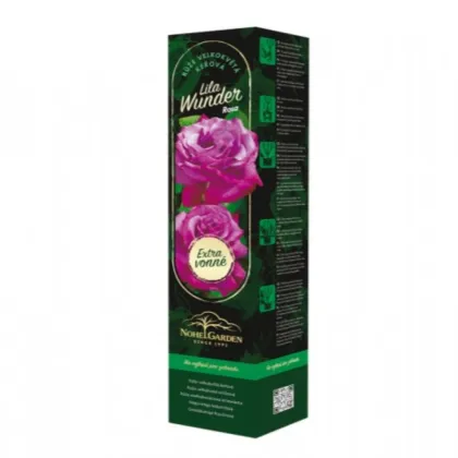 Nagyvirágú bokorrózsa Lila Wunder – Rosa – rózsatő