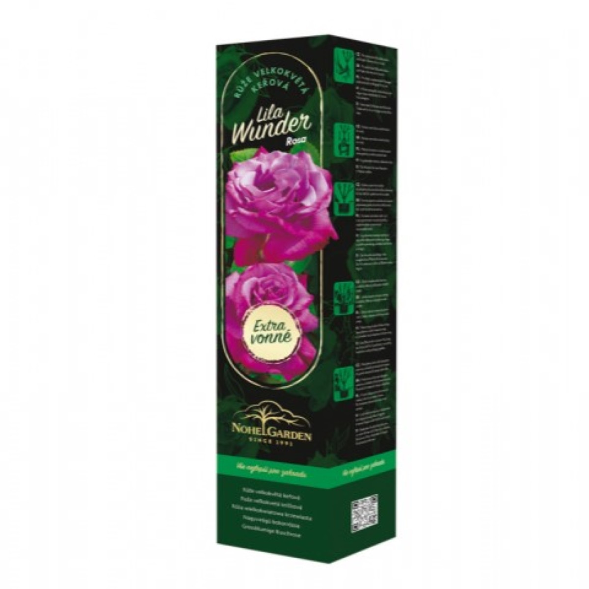 Nagyvirágú bokorrózsa Lila Wunder – Rosa – rózsatő