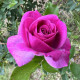 Nagyvirágú bokorrózsa Lila Wunder – Rosa – rózsatő