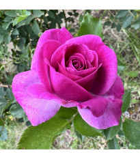 Nagyvirágú bokorrózsa Lila Wunder – Rosa – rózsatő