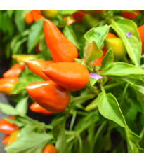 Chilli Foxta – Capsicum frutescens – bio chili magok