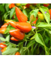 Chilli Foxta – Capsicum frutescens – bio chili magok