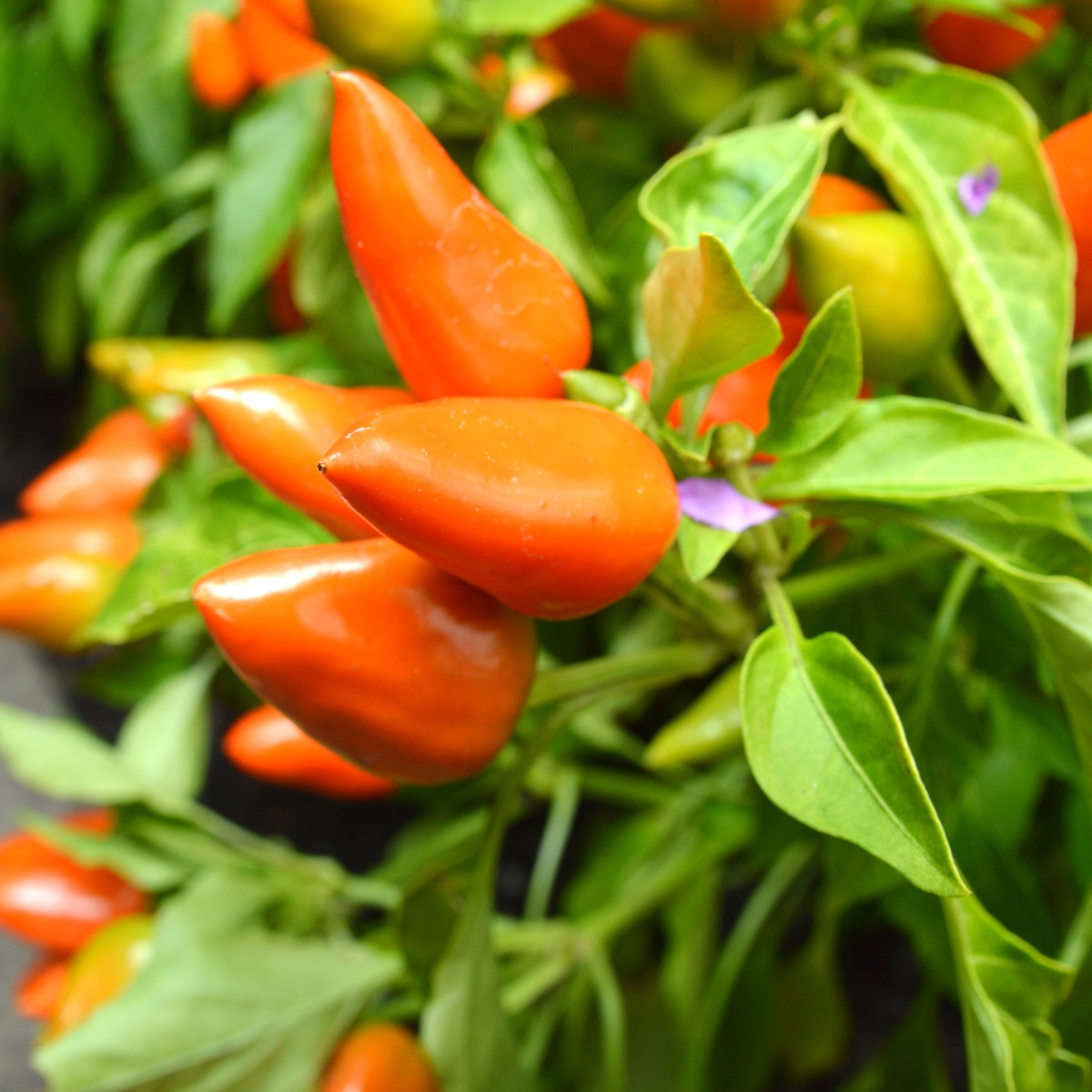 Chilli Foxta – Capsicum frutescens – bio chili magok