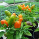 Chilli Foxta – Capsicum frutescens – bio chili magok