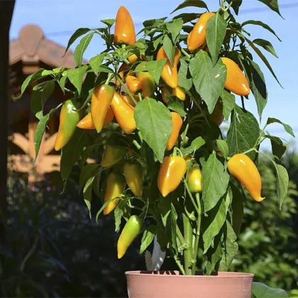 Paprika Terrazzi F1 – Capsicum annuum – paprikamagok