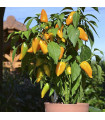 Paprika Terrazzi F1 – Capsicum annuum – paprikamagok
