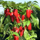 Paprika Balconi F1 – Capsicum annuum – paprikamagok