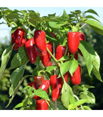 Paprika Balconi F1 – Capsicum annuum – paprikamagok