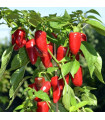 Paprika Balconi F1 – Capsicum annuum – paprikamagok